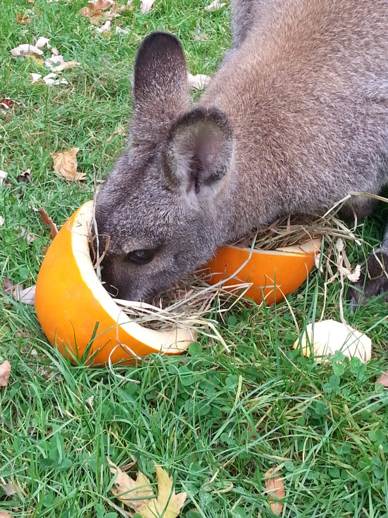 animal eating out of a pumpkin in the grass