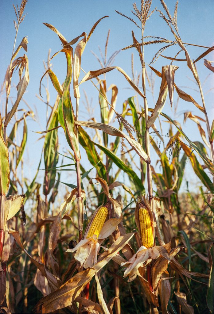 Ears of corn still on the cornstalks 