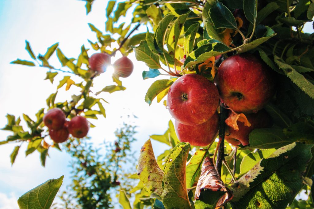 apples on an apple tree with the sun shining through the branches