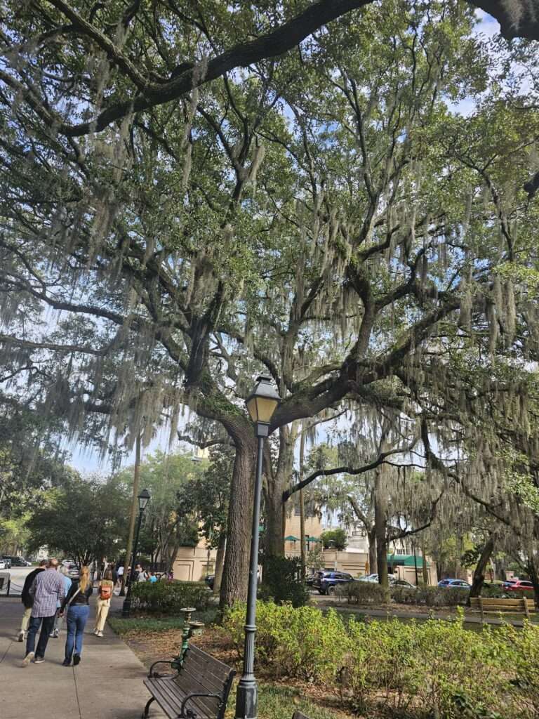 Large Southern Oak tree draped in Spanish moss demonstrating finding the magic in everyday life 