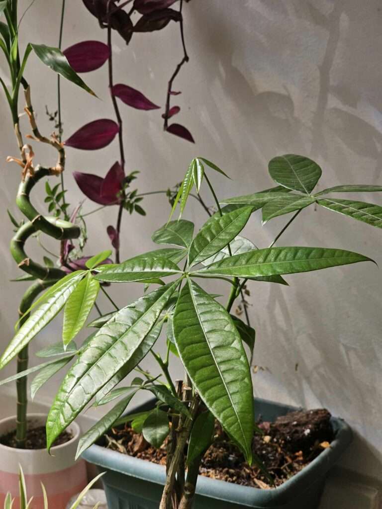 Photo of a money tree amongst other plants on a list of work from home gifts